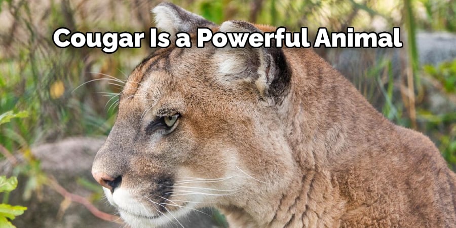 Cougar Is a Powerful Animal