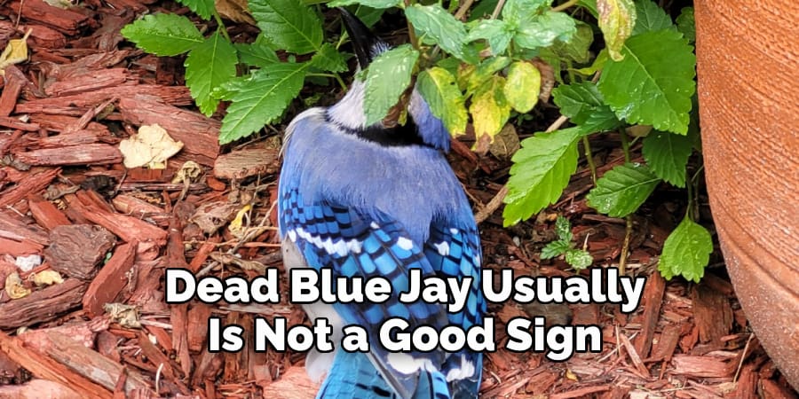 Dead Blue Jay Usually  Is Not a Good Sign
