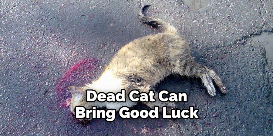 Dead Cat Can  Bring Good Luck