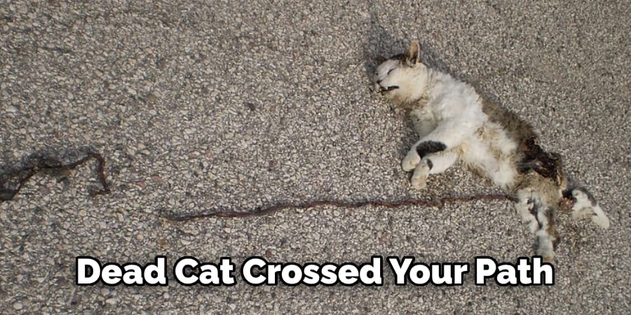 Dead Cat Crossed Your Path