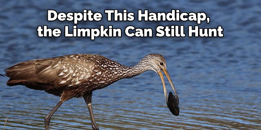 Despite This Handicap, the Limpkin Can Still Hunt