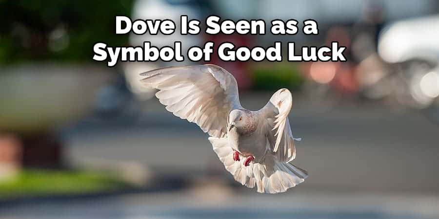 Dove Is Seen as a  Symbol of Good Luck