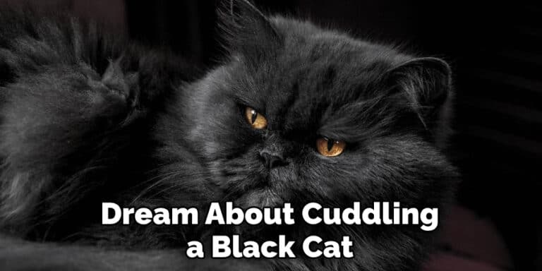 black-cat-dream-meaning-explained-2022