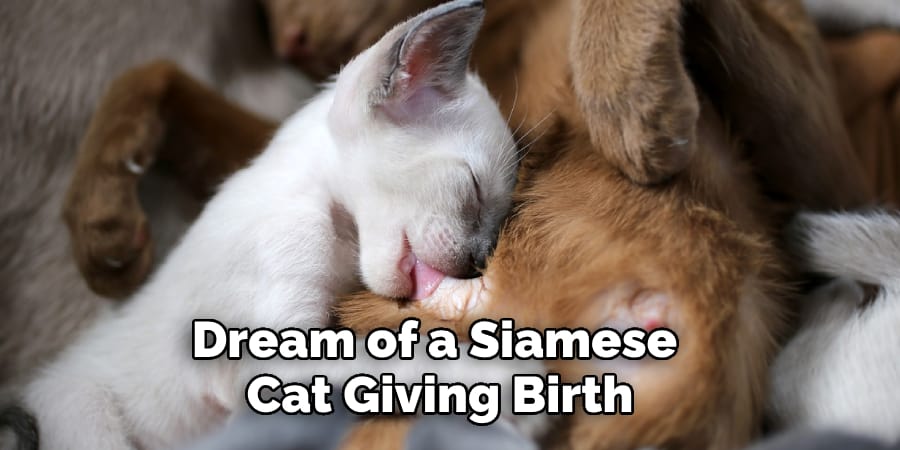 Dream of a Siamese  Cat Giving Birth