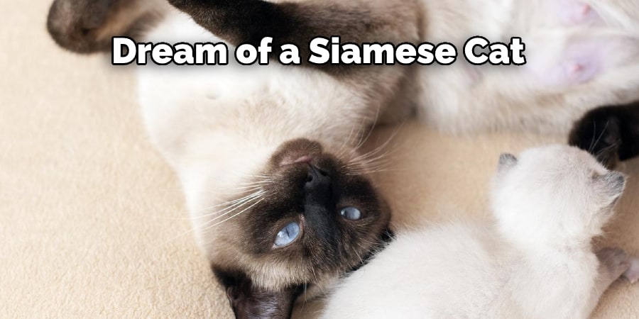 Dream of a Siamese Cat