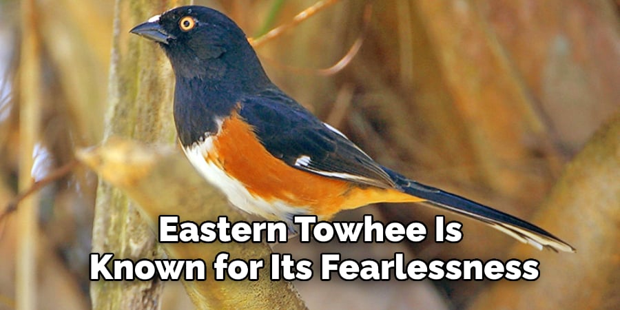 Eastern Towhee Is Known for Its Fearlessness