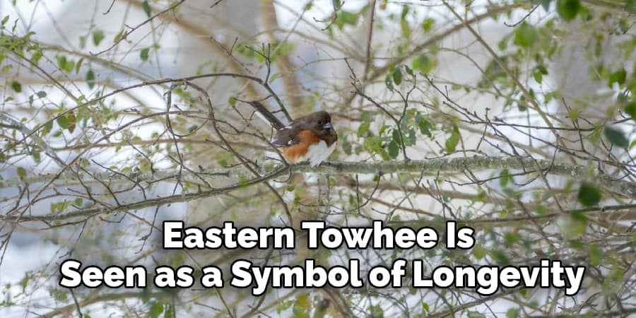 Eastern Towhee Is Seen as a Symbol of Longevity