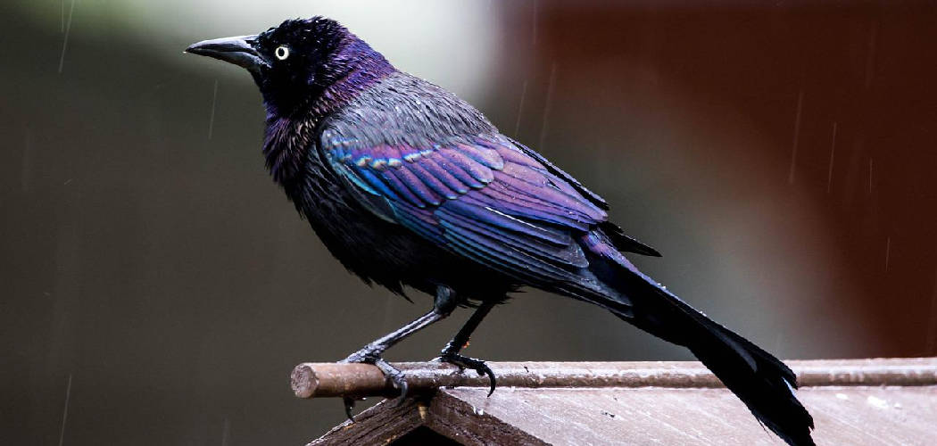 Grackle Bird Meaning