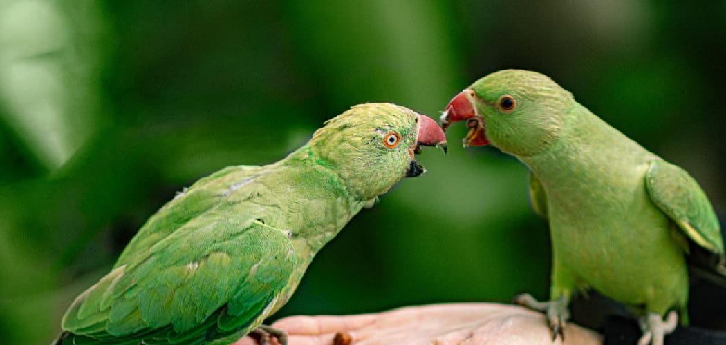 Green Parrot Symbolism