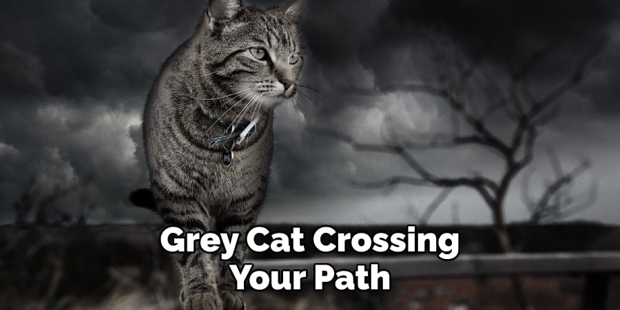 Grey Cat Crossing Your Path