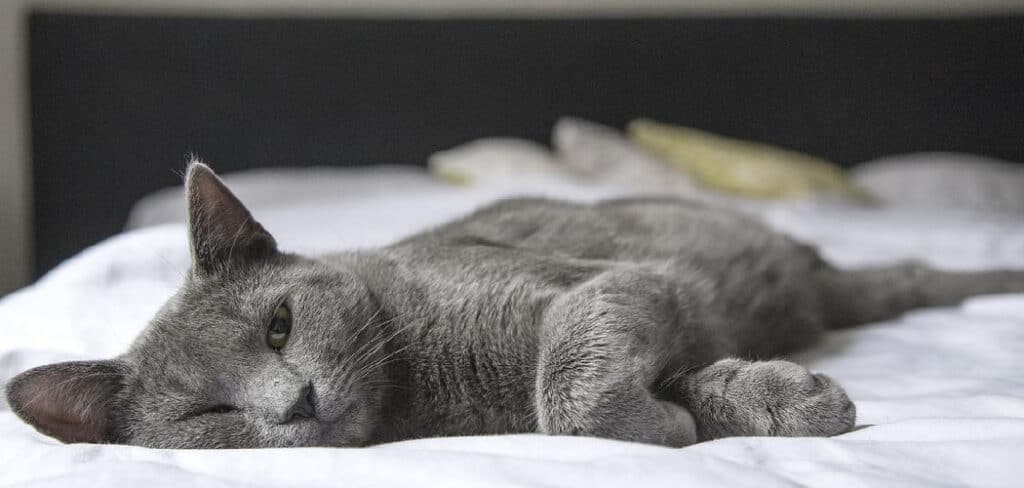 Grey Cat Dream Meaning