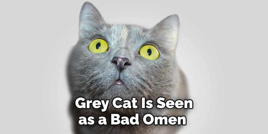 Grey Cat Is Seen as a Bad Omen 