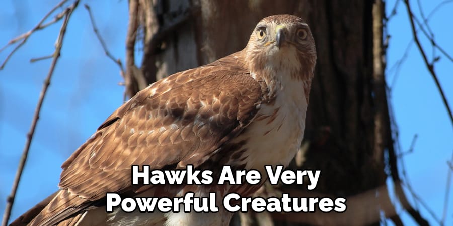 Hawks Are Very Powerful Creatures