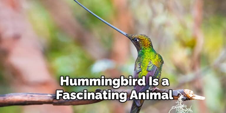 Hummingbird Spiritual Meaning | (2022)