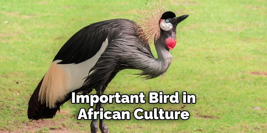 Important Bird in African Culture