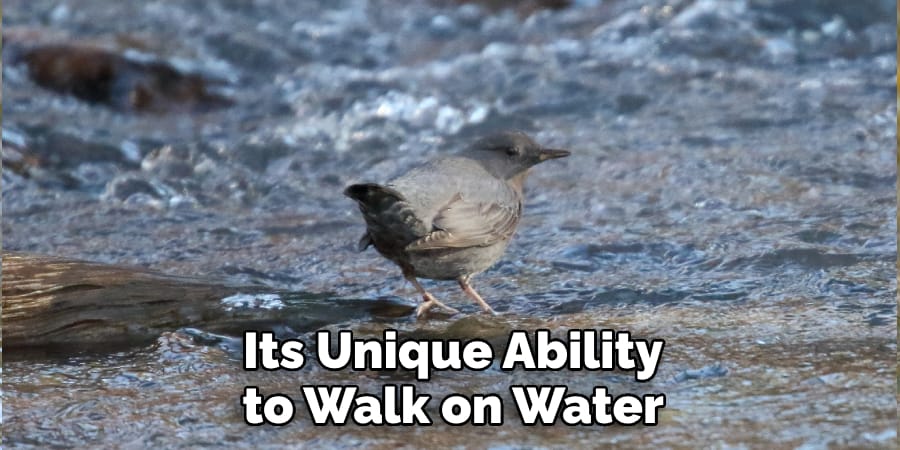Its Unique Ability to Walk on Water