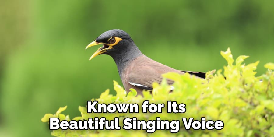 Known for Its Beautiful Singing Voice