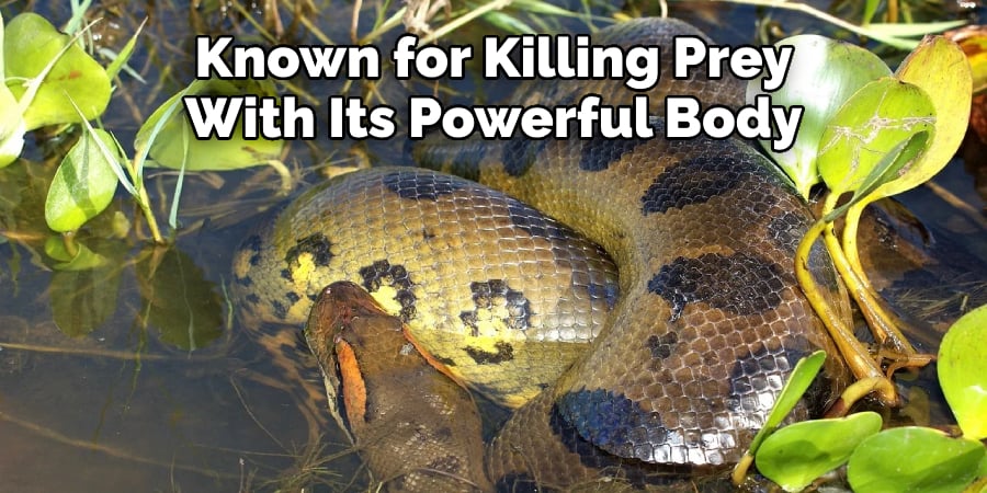 Known for Killing Prey With Its Powerful Body