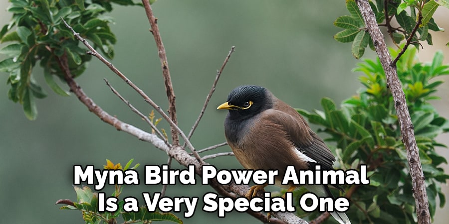 Myna Bird Power Animal Is a Very Special One