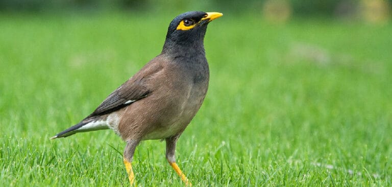 myna-bird-spiritual-meaning-symbolism-and-totem-explained