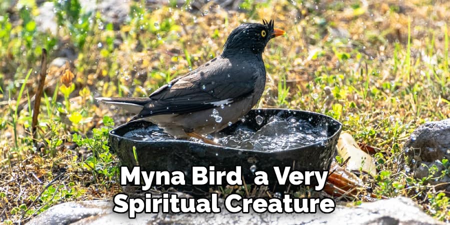 Myna Bird  a Very Spiritual Creature