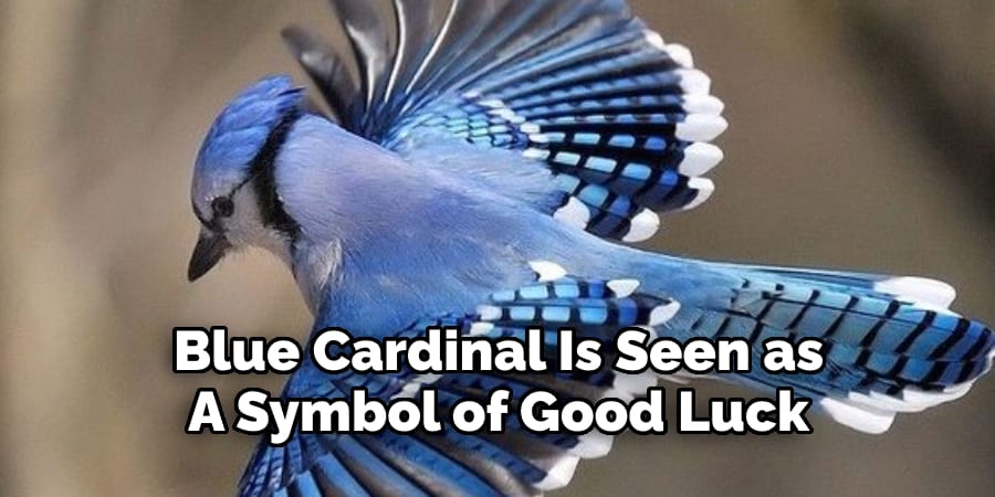 Blue Cardinal Is Seen as  A Symbol of Good Luck