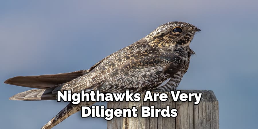Nighthawks Are Very Diligent Birds