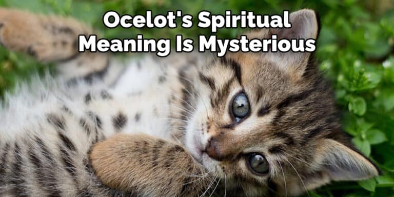 Ocelot Meaning, Symbolism, and Totem | Explained (2022)