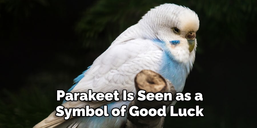Parakeet Is Seen as a Symbol of Good Luck