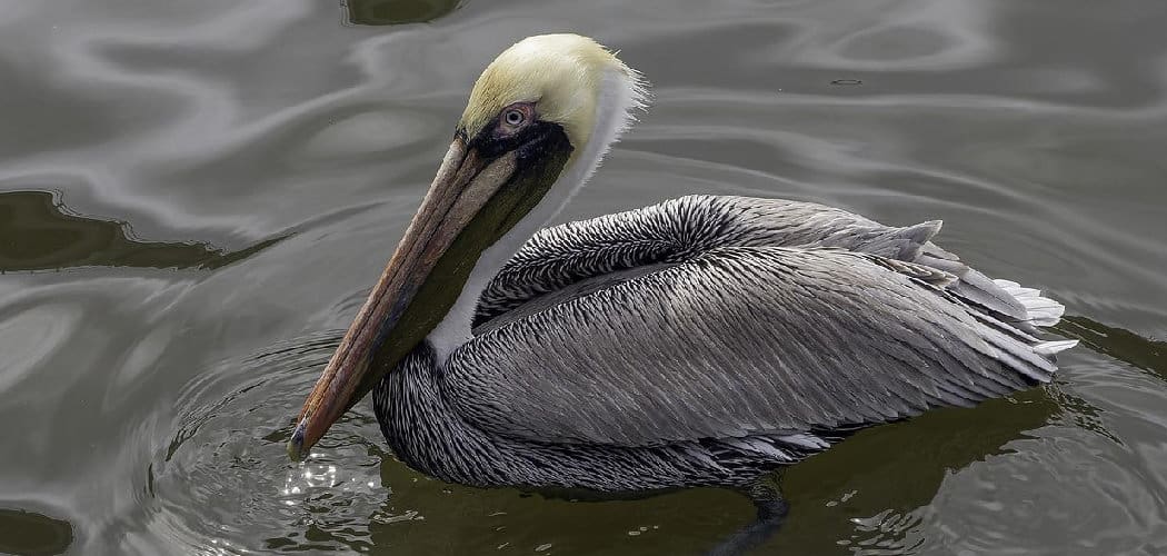 Pelican Dream Meaning
