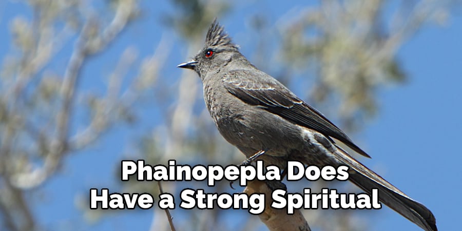Phainopepla Does Have a Strong Spiritual