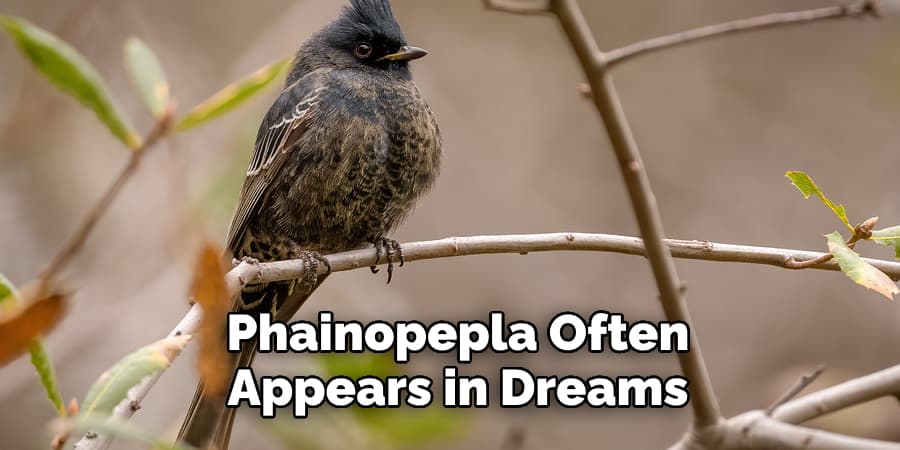 Phainopepla Often Appears in Dreams