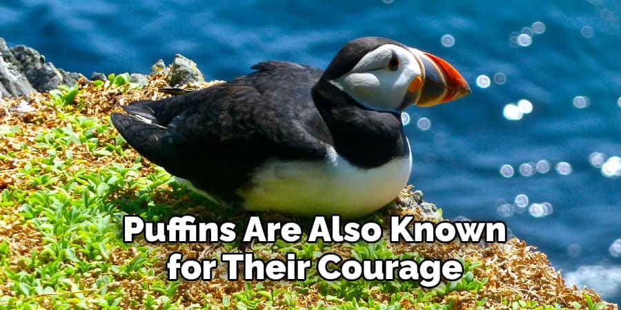Puffins Are Also Known for Their Courage