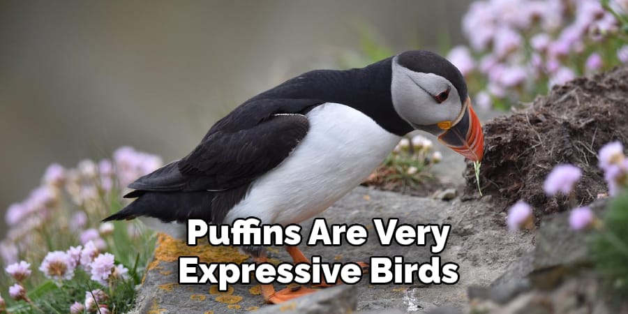 Puffins Are Very Expressive Birds