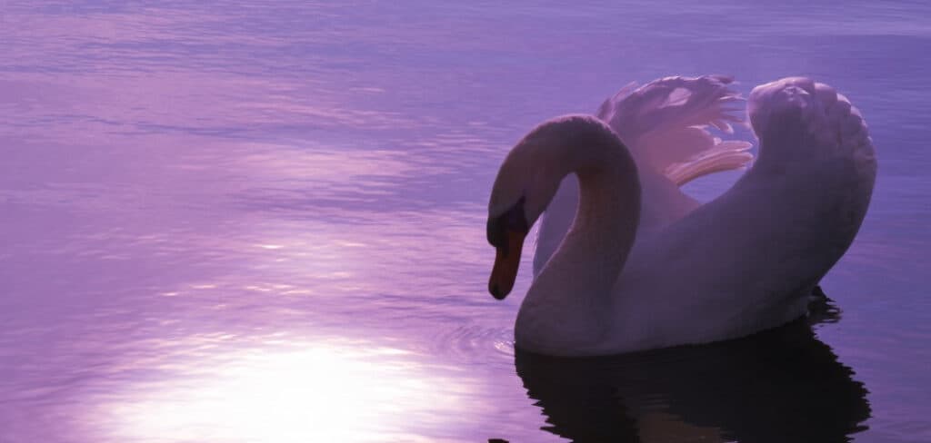 Purple Swan Meaning, Symbolism, and Totem | Expalnintion Guide