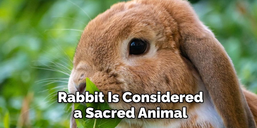 Rabbit Is Considered a Sacred Animal