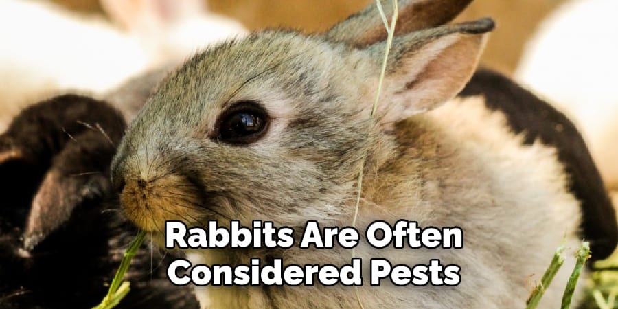Rabbits Are Often Considered Pests