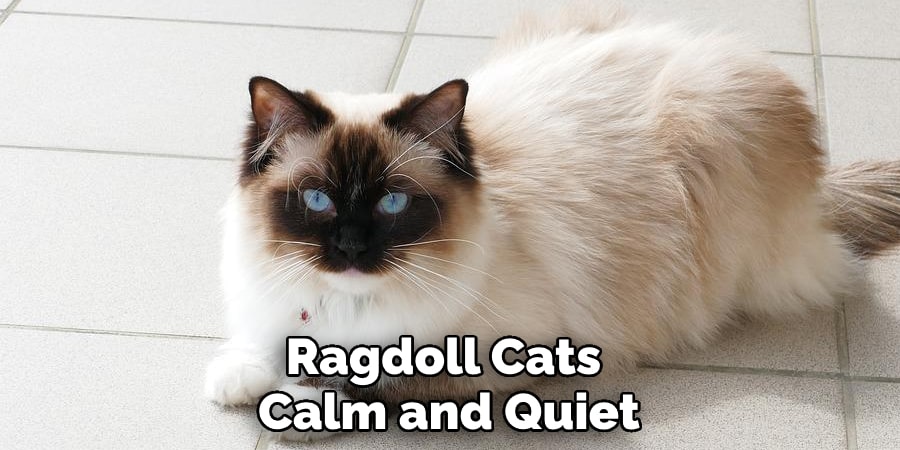 Ragdoll Cats Calm and Quiet