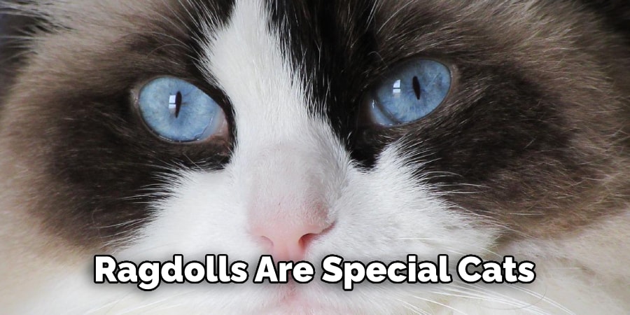 Ragdolls Are Special Cats