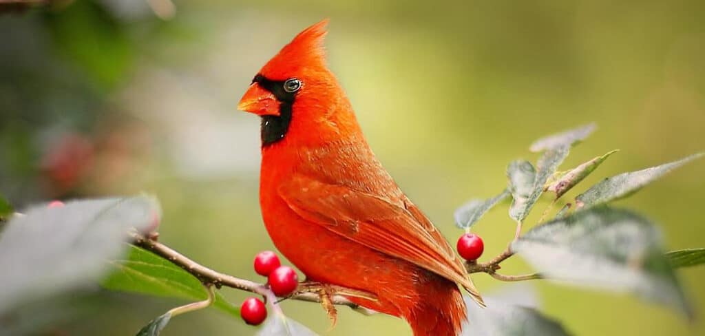 Red Cardinal Biblical Meaning