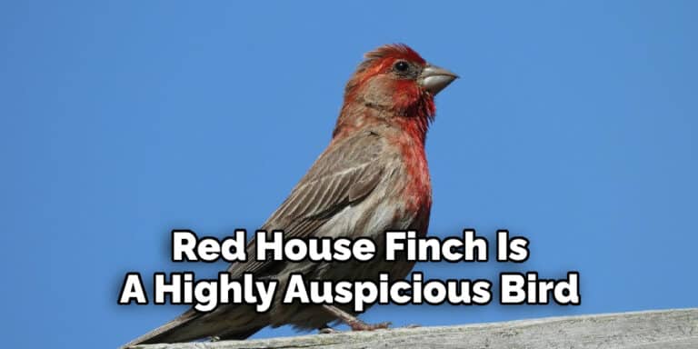 Red House Finch Spiritual Meaning | Explaination (2022)