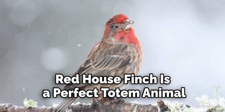 Red House Finch Spiritual Meaning | Explaination (2022)