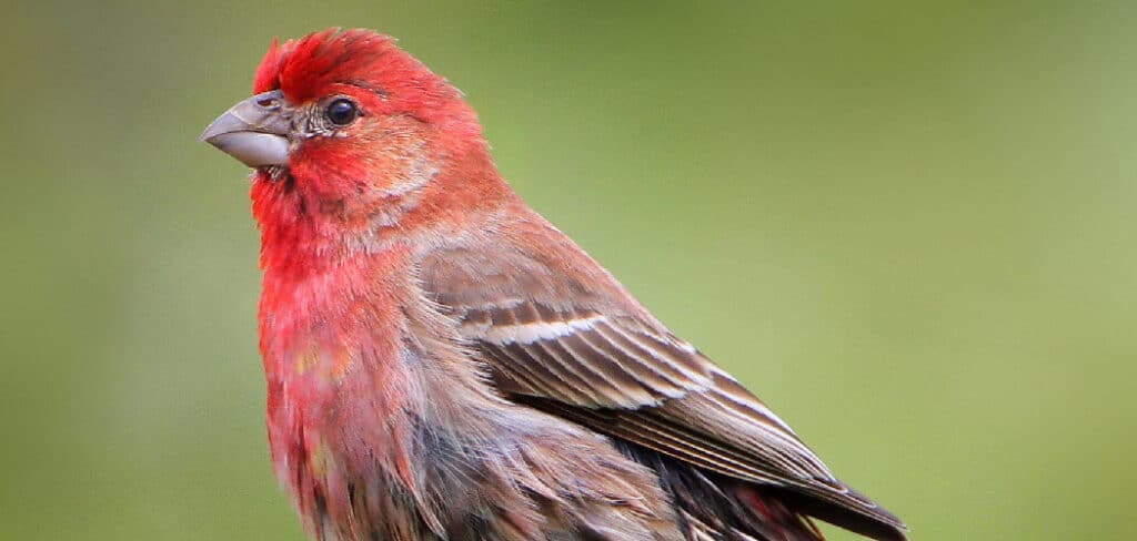 Red House Finch Spiritual Meaning