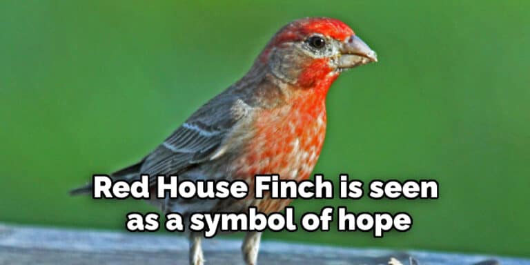 Red House Finch Spiritual Meaning | Explaination (2022)