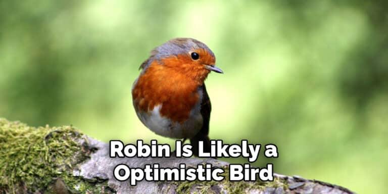 Robin Spiritual Meaning | Explained (2022)