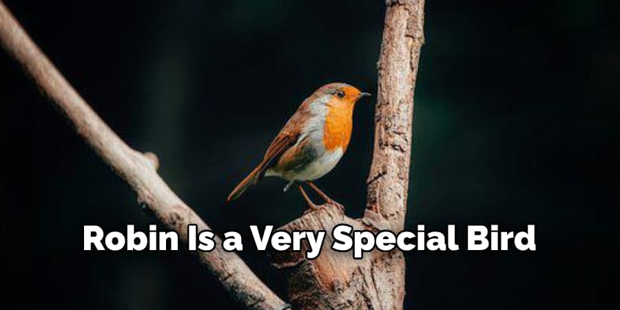  Robin Is a Very Special Bird