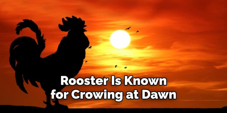 Rooster Is Known for Crowing at Dawn