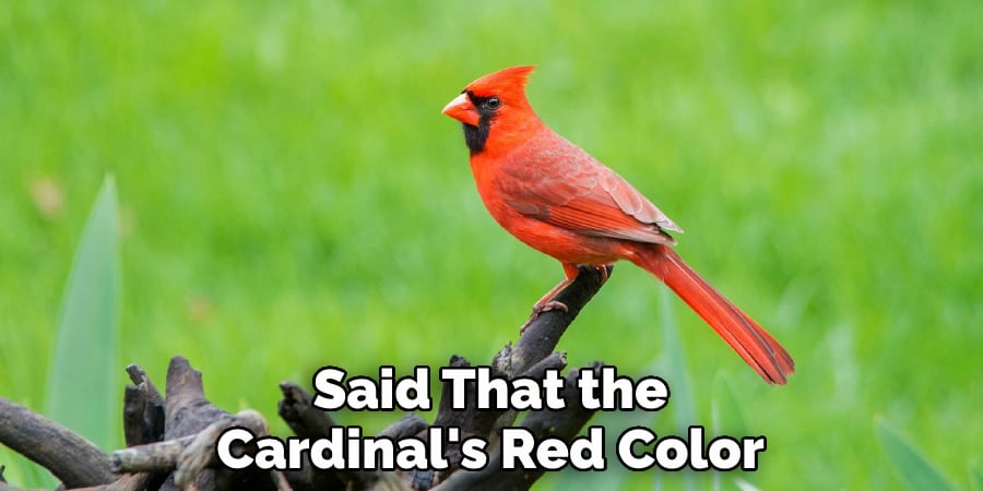 Said That the Cardinal's Red Color