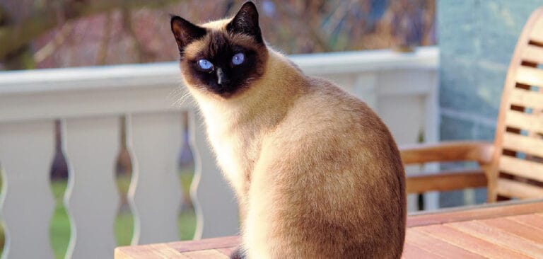 Siamese Cat Dream Meaning Explained 2022 