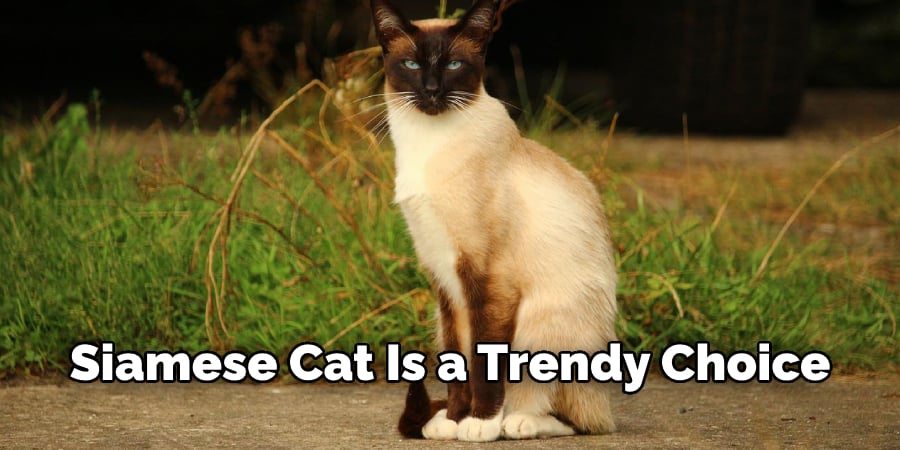 Siamese Cat Is a Trendy Choice